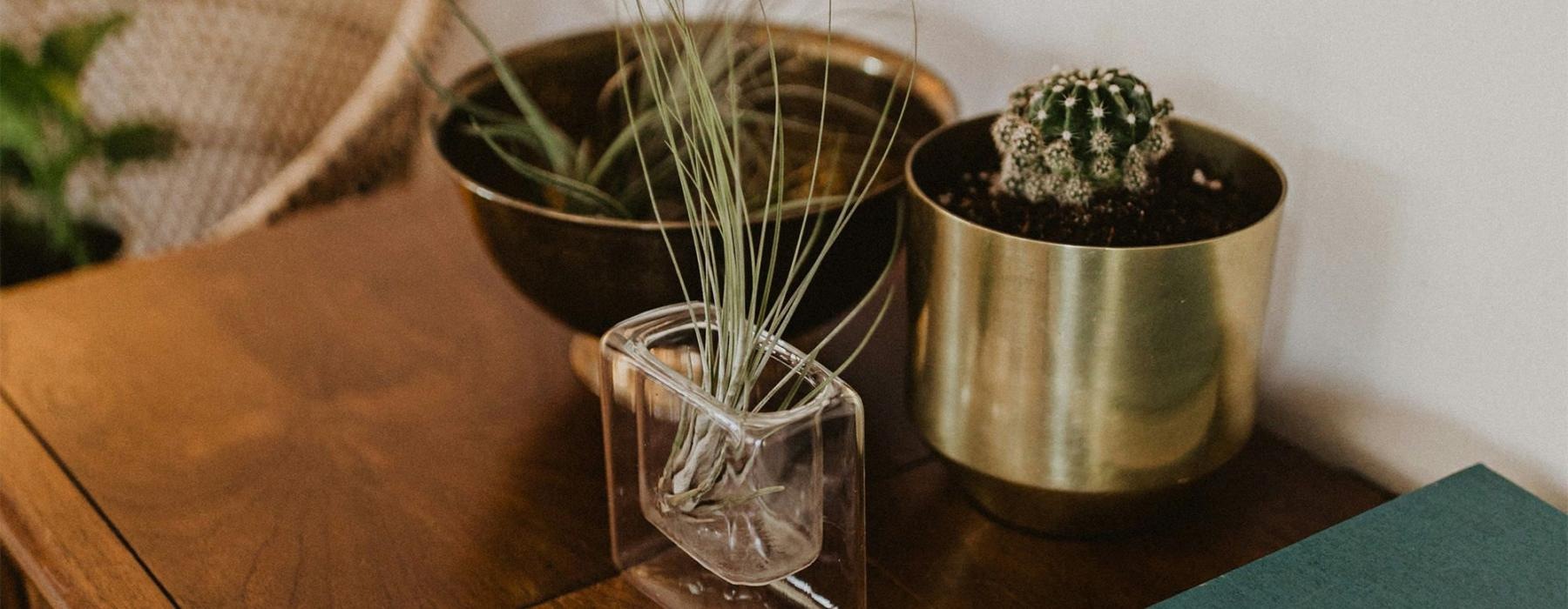 a plant in a pot on a dresser near a book