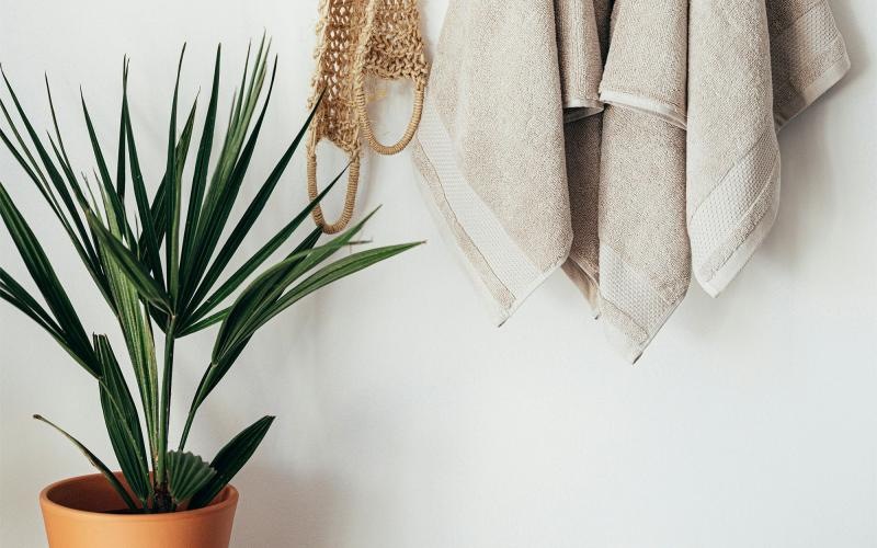 towels hanging on a wall near a plant